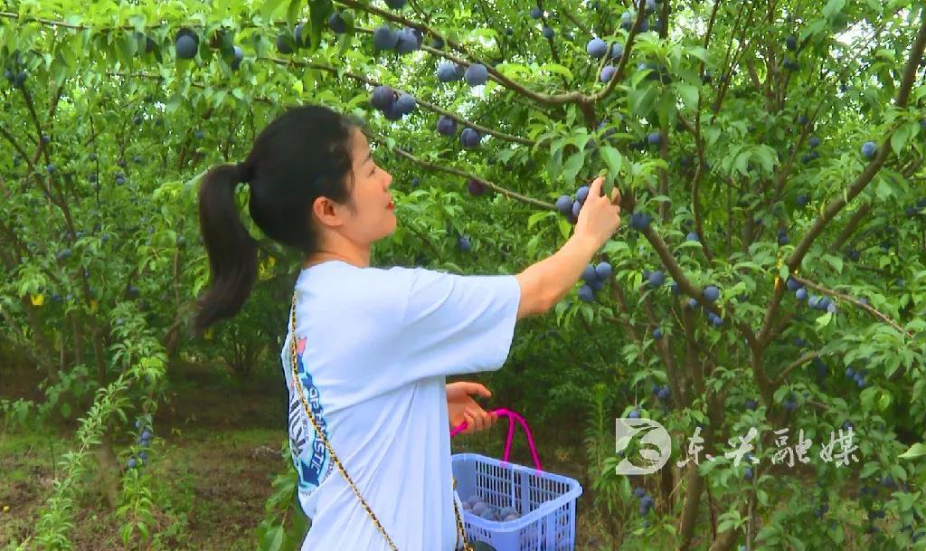 东兴村最新领导，引领乡村发展的新时代力量