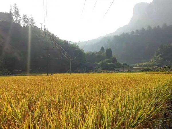 永顺村最新天气预报