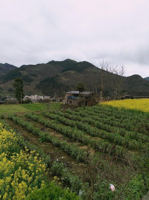 群峰村最新天气预报