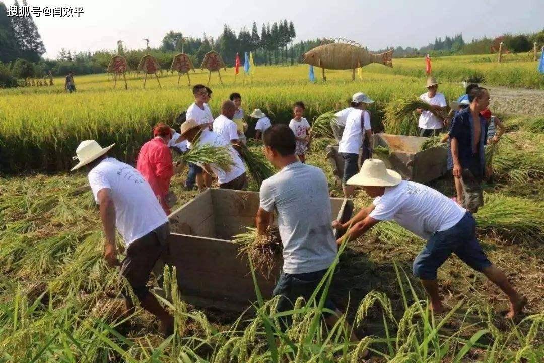 盐田区农业农村局最新项目，推动农业现代化，助力乡村振兴