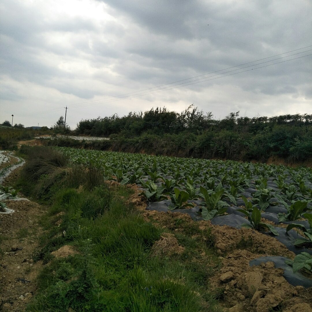 帮龙村最新天气预报