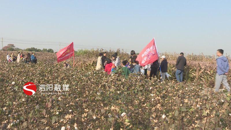 棉花原种场最新项目，推动农业现代化与可持续发展的融合