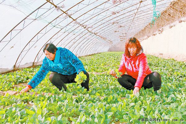 沙河子园艺场最新新闻报道