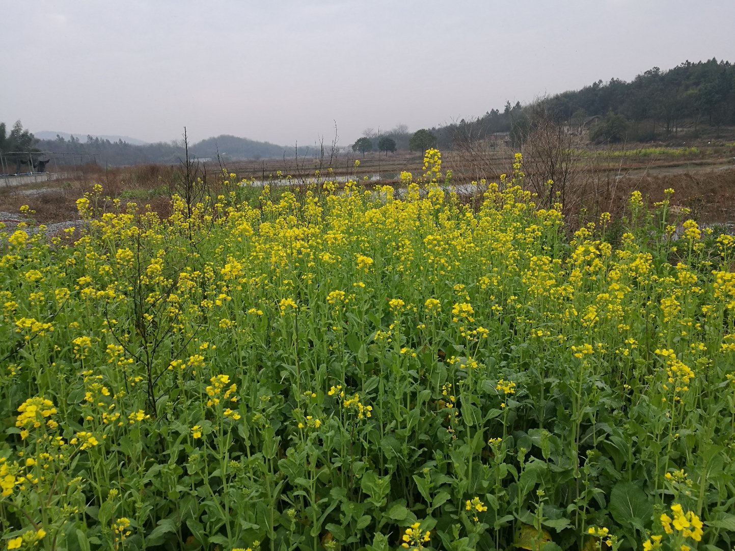 菱角塘镇最新天气预报